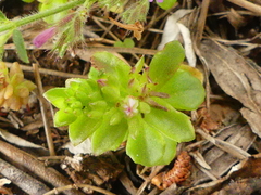 Phedimus stellatus