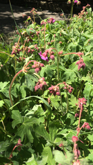 Geranium macrorrhizum