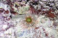 Anthopleura fuscoviridis