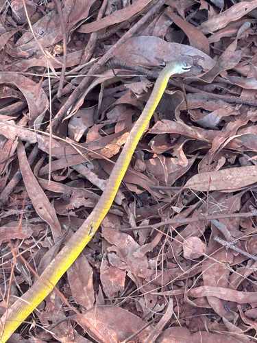 Common Tree Snake