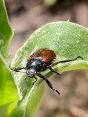 Phyllopertha horticola
