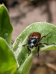 Phyllopertha horticola