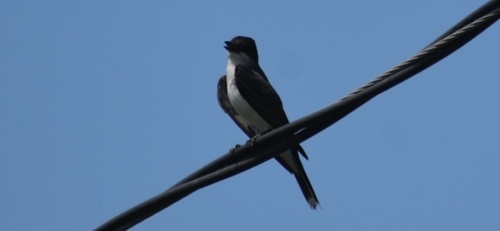 Eastern Kingbird