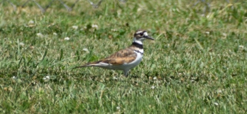 Killdeer