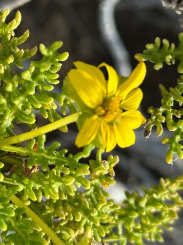 Lecocarpus pinnatifidus observed 2026-08-20