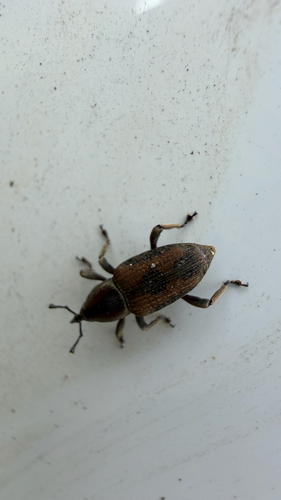 Rhabdoscelus obscurus, 2026-08-22