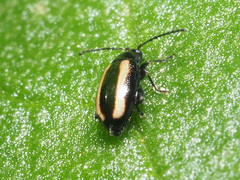 Phyllotreta undulata