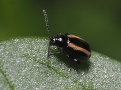 Phyllotreta undulata