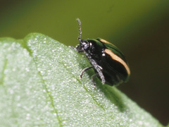 Phyllotreta undulata