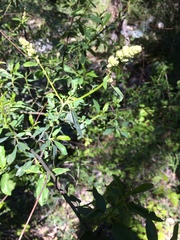 Ceanothus integerrimus