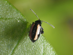 Phyllotreta undulata