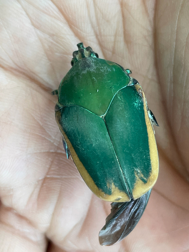 Figeater Beetle