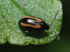 Phyllotreta undulata