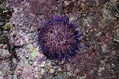 Pseudocentrotus depressus