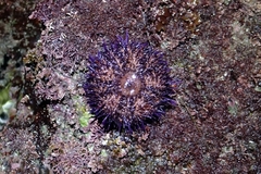 Pseudocentrotus depressus