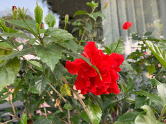 Hibiscus rosa-sinensis