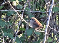 Hypargos margaritatus