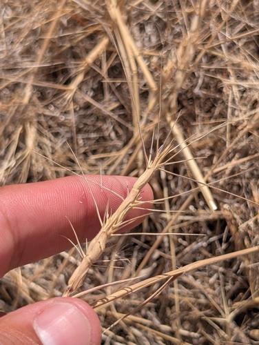 Aegilops triuncialis