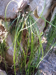 Vittaria lineata image