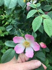 Rosa canina