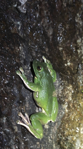 Chinese Flying Frog
