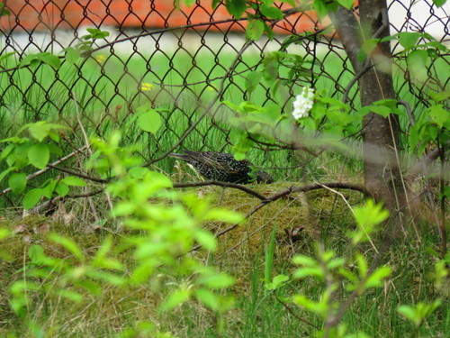 Paprastasis varnėnas