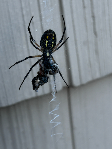 Yellow Garden Spider