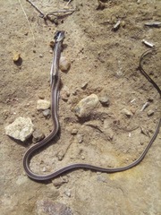Psammophis elegans