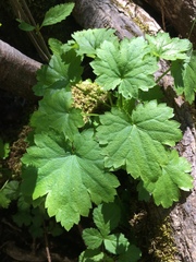 Boykinia occidentalis