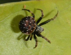 Araneus rotundulus
