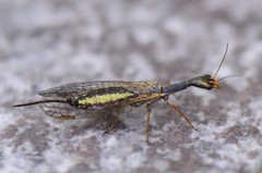 Raphidia