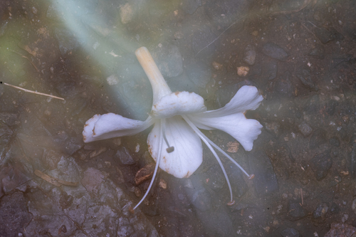 Oxera splendida, photograph 3