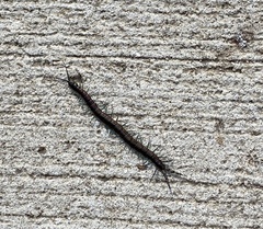 Scolopendra laeta