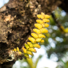 Microsaccus griffithii