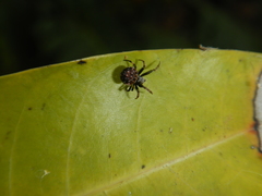 Araneus rotundulus