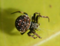 Araneus rotundulus