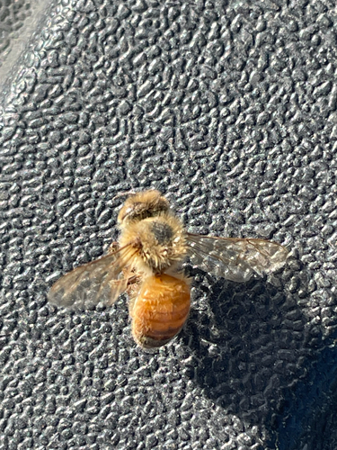 Western Honey Bee