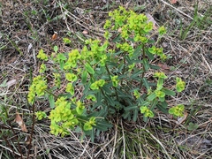 Euphorbia jenisseiensis