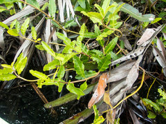 Acanthus ebracteatus