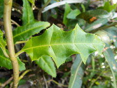 Acanthus ebracteatus