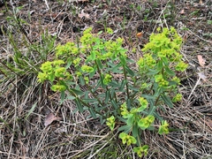 Euphorbia jenisseiensis