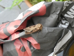 Agrotis exclamationis