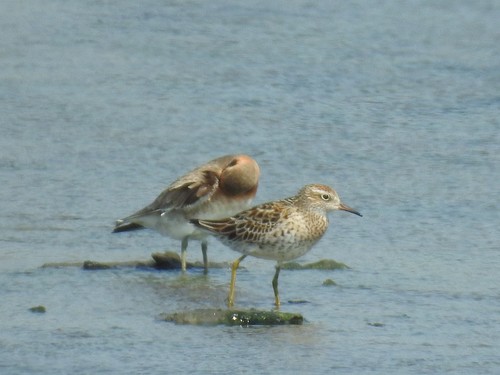 Correlimos acuminado (Calidris acuminata)