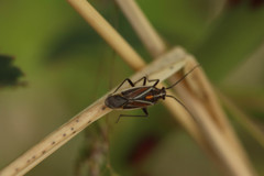 Horistus orientalis