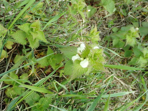 Baltažiedė notrelė