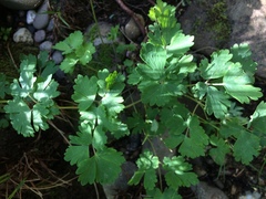 Aquilegia formosa