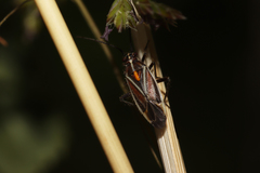 Horistus orientalis