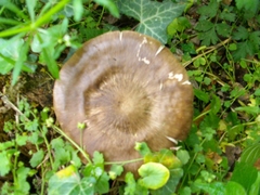 Pluteus