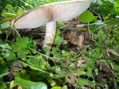 Pluteus