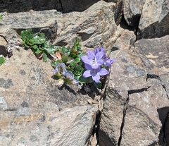Campanula piperi